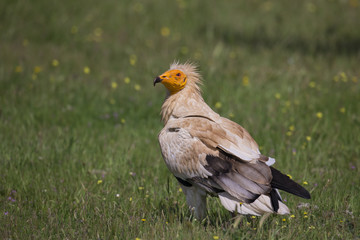 animal