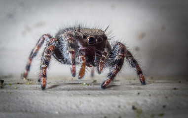 Jumping Spider
