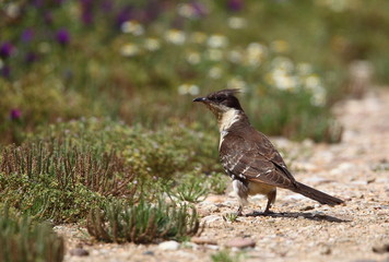 Obraz premium animal