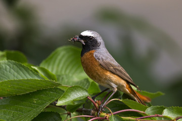 animal