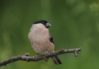 animal