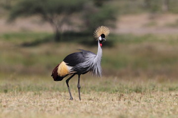 animal