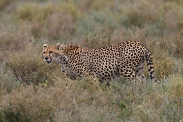 animal