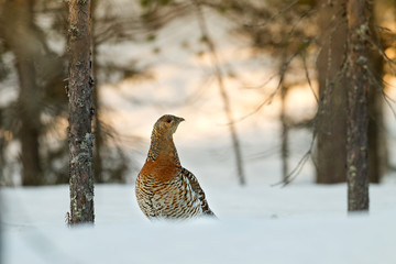 animal