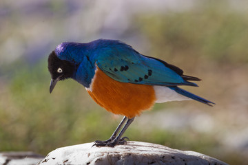 animal