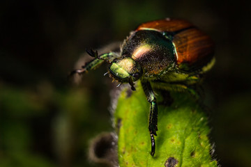 Japanese Beetle