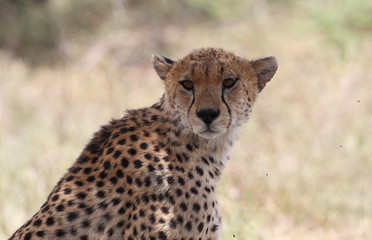 animal