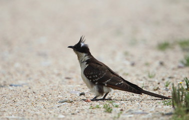 animal