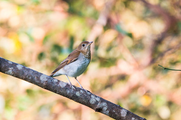 Brown Bird