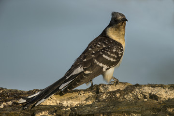 animal