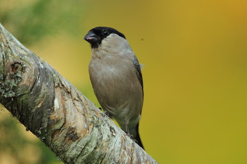 animal