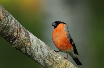animal