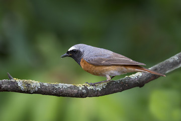 animal