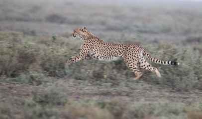 animal