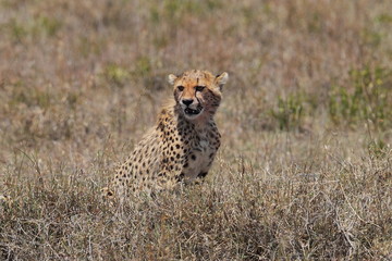 animal