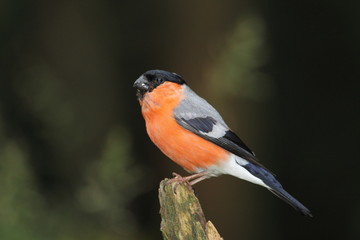animal