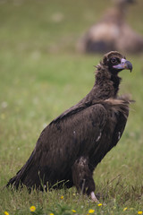 animal