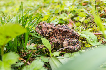 Toad