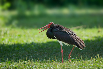 animal