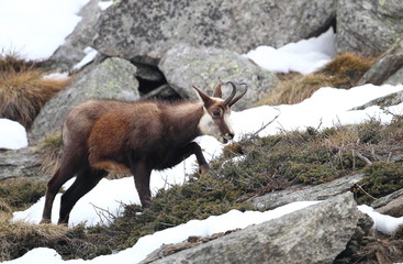 animal