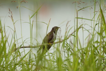 animal