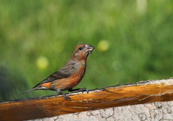 animal