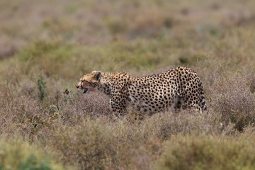 animal