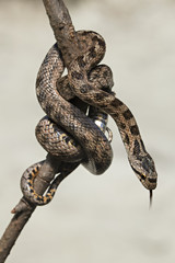 Fototapeta premium animal