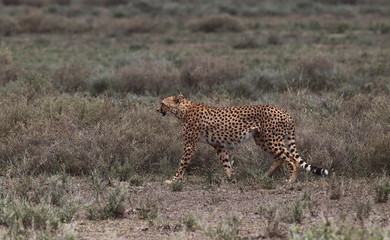 animal