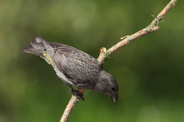animal