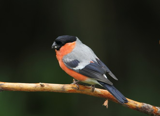 animal