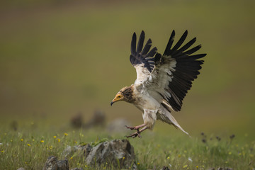 animal
