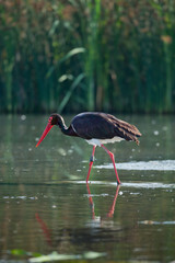 animal