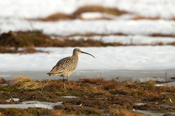 animal