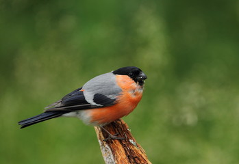 animal