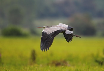 animal