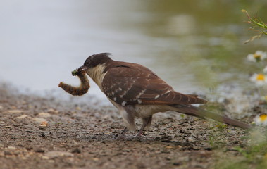 animal