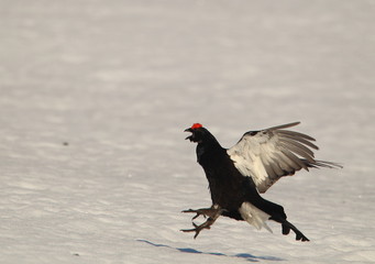 animal