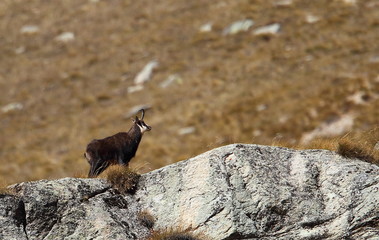 animal