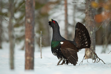 animal