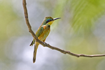 animal