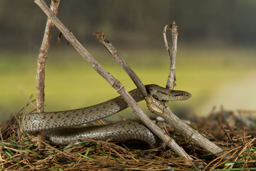 animal