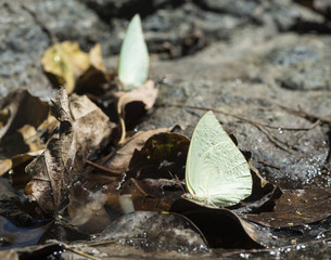 butterfly on nature ground