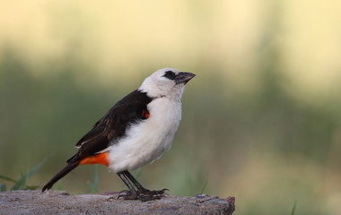 animal