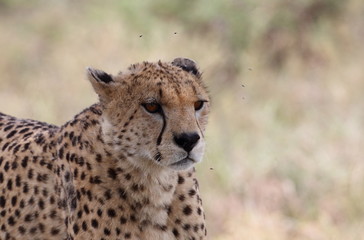 animal