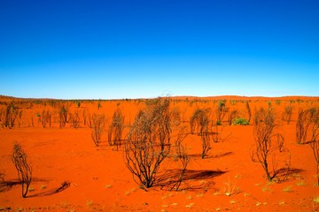 red dirt desert australia outback horizon - obrazy, fototapety, plakaty