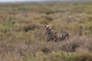 animal