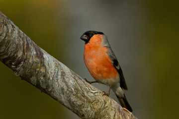 animal