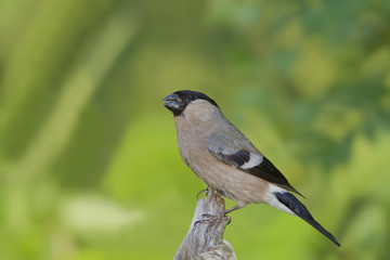 animal