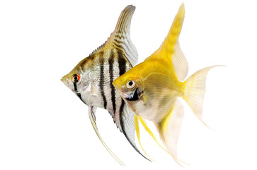 Angelfish pterophyllum scalare aquarium fish isolated on white 